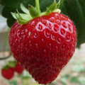Fraises de Bourcq